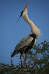 Long Heron